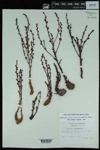 Epifagus virginiana image