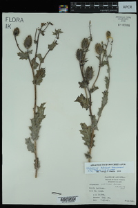 Argemone albiflora subsp. texana image