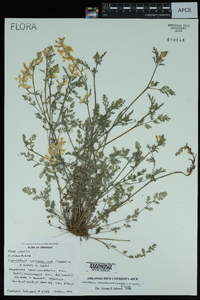 Corydalis crystallina image