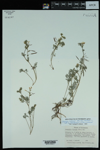 Corydalis flavula image