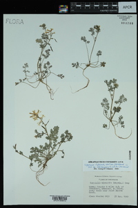 Corydalis flavula image