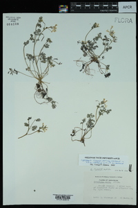 Corydalis flavula image