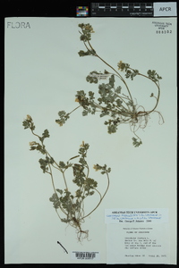 Corydalis flavula image