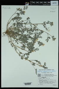 Corydalis flavula image