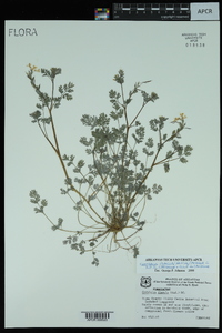 Corydalis flavula image