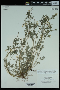 Corydalis flavula image