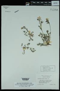 Corydalis flavula image