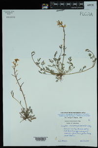 Corydalis micrantha image