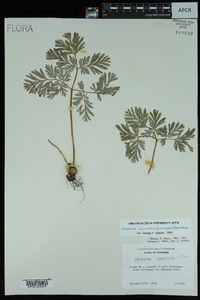 Dicentra cucullaria image