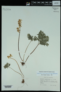 Dicentra cucullaria image