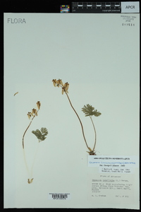 Dicentra cucullaria image