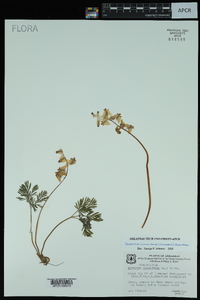 Dicentra cucullaria image