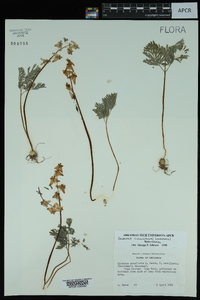 Dicentra cucullaria image