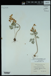 Dicentra cucullaria image