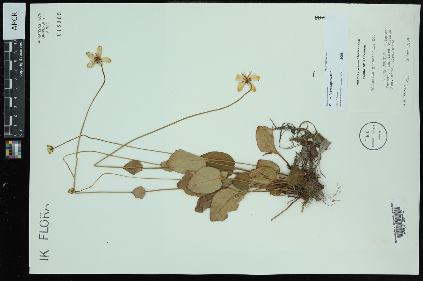 Parnassia grandifolia image