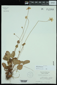 Parnassia grandifolia image