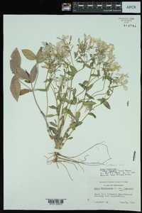 Phlox divaricata subsp. laphamii image