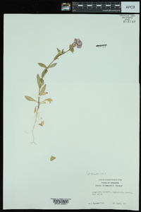 Phlox drummondii image