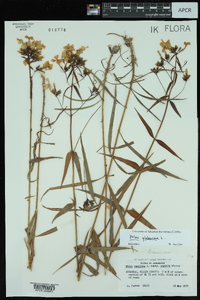 Phlox glaberrima image