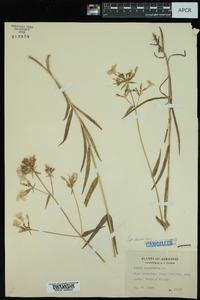 Phlox glaberrima image