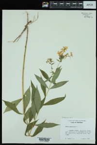 Phlox paniculata image