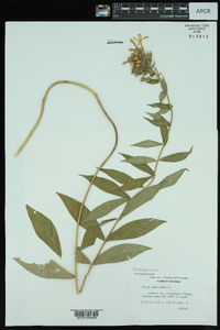 Phlox paniculata image