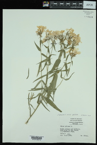 Phlox pilosa subsp. pilosa image