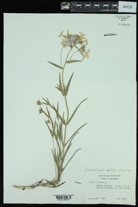 Phlox pilosa subsp. pilosa image