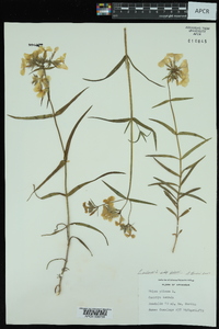 Phlox pilosa subsp. pilosa image