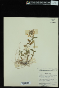 Phlox divaricata subsp. laphamii image