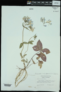 Phlox divaricata subsp. laphamii image