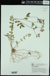 Polemonium reptans var. reptans image