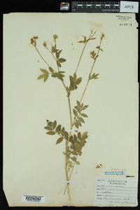 Polemonium reptans image