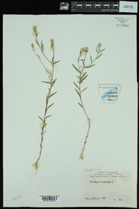 Polygala sanguinea image