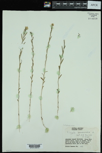 Polygala sanguinea image