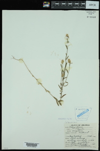 Polygala sanguinea image