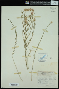 Polygala sanguinea image