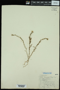 Polygala sanguinea image