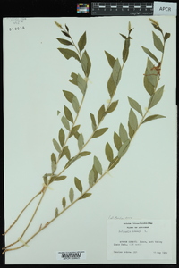 Polygala senega image