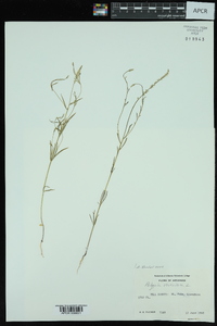 Polygala verticillata image