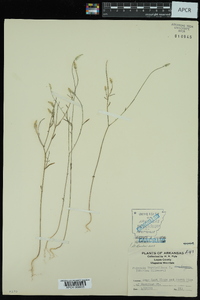 Polygala verticillata image