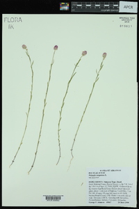 Polygala sanguinea image