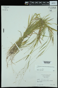 Leersia virginica image