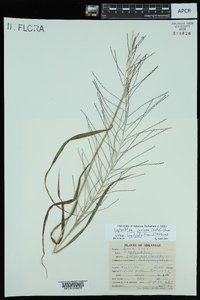 Leptochloa panicea subsp. brachiata image