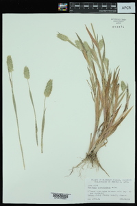 Phalaris caroliniana image