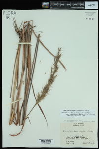 Saccharum brevibarbe var. contortum image