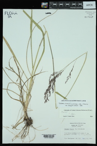 Tridens flavus var. flavus image