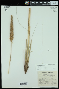 Tridens strictus image