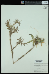 Dichanthelium scoparium image