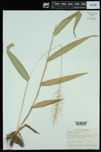 Dichanthelium polyanthes image